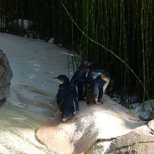 8/4/2017 - Blue Penguins