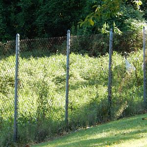 8/4/2017 - Red Crowned Crane Exhibit