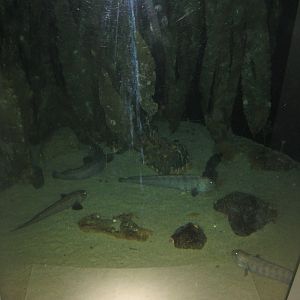 Nordsøen Oceanarium - "The sea observatory" - Wolffish tank