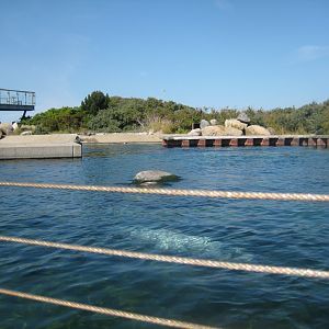Nordsøen Oceanarium - "Sælkoloni Limfjorden"