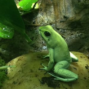 Golden dart frog