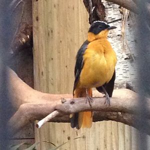 Snowy crowned robin chat