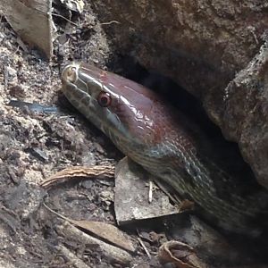 Moellendorff's rat snake