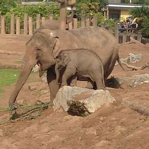Maya and one of the calves