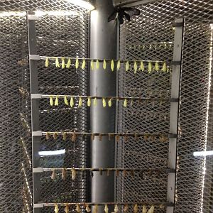 Butterfly Garden at Changi Airport