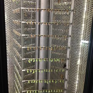 Butterfly Garden at Changi Airport