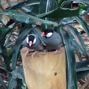 Java sparrow pair