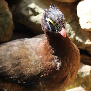 Nocturnal Curassow at Zoo de Lagos 7th August 2017