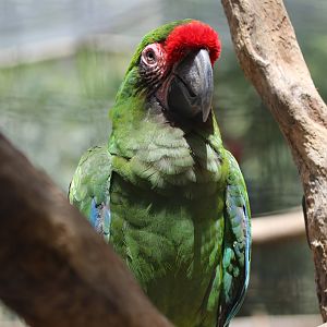 Military Macaw at Zoo de Lagos 7th August, 2017