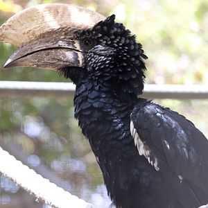 Silvery-cheeked Hornbill at Zoo de Lagos 7th August 2017