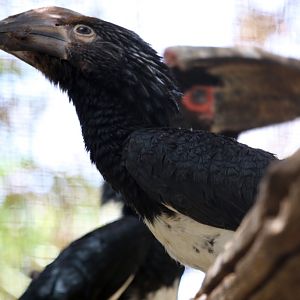 Trumpeter Hornbill pair at Zoo de Lagos 7th August 2017