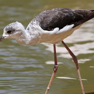 Black-winged Stilt at Zoo de Lagos 7th August 2017