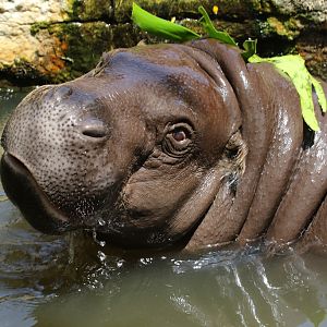Pygmy Hippo at Zoo de Lagos 7th August 2017