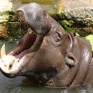 Pygmy Hippo at Zoo de Lagos 7th August 2017