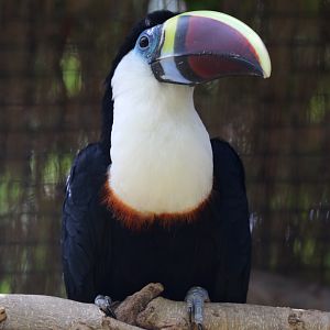 Red-billed Toucan at Zoo de Lagos 7th August 2017