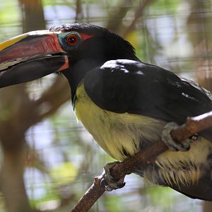 Green Araçari at Zoo de Lagos 7th August 2017