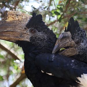 Grey-cheeked Hornbill pair at Zoo de Lagos 7th August 2017