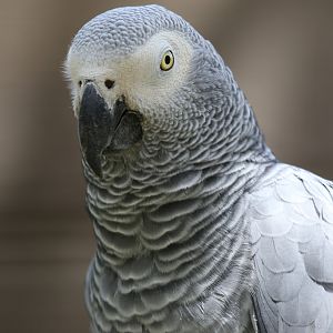 African Grey Parrot at Zoo de Lagos 7th August 2017