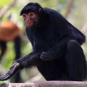 Red-faced Black Spider Monkey at Zoo de Lagos 7th August 2017