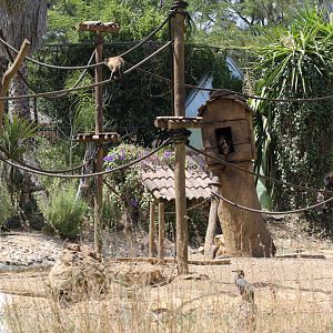 part of primate islands and lake at Zoo de Lagos 7th August 2017