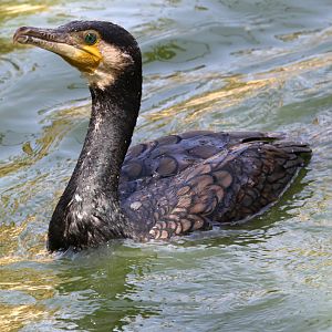 Great Cormorant at Zoo de Lagos 7th August 2017
