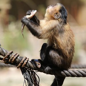 Brown Capuchin at Zoo de Lagos 7th August 2017
