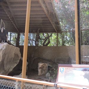 South America - Andean Condor Exhibit