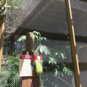 South America - Red Fronted Macaw Exhibit