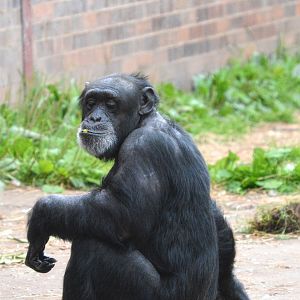 Chimpanzee