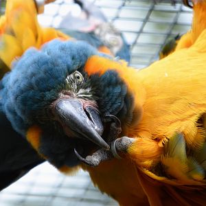 Blue Throated Macaw