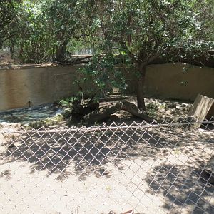 South America - Maned Wolf Exhibit