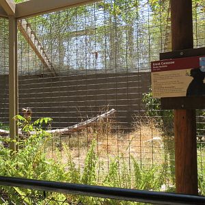 South America - Great Curassow Exhibit
