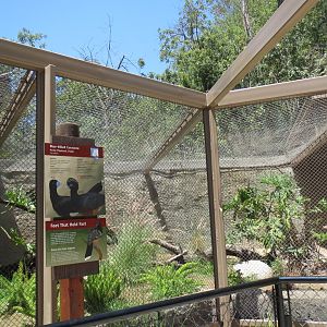 South America - Blue Billed Curassow Exhibit