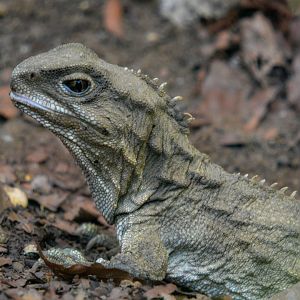 Tuatara