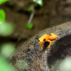Golden mantella