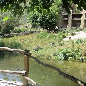 In walktrough aviary - July/2017