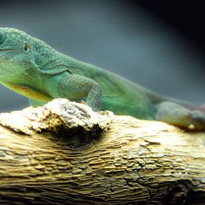 Blue Anole