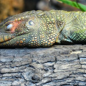 Caiman Lizard