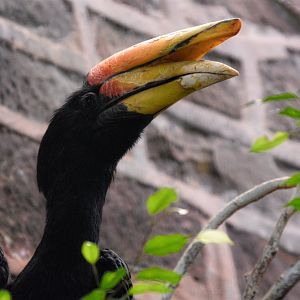 Male Rhinoceros hornbill