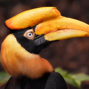 Female Great Indian Hornbill