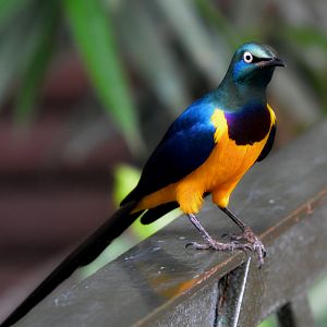 Royal starling