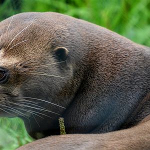 Giant Otter