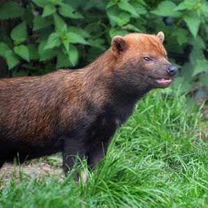 Bush Dog
