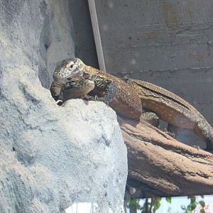 Young Komodo Dragons - July/2017