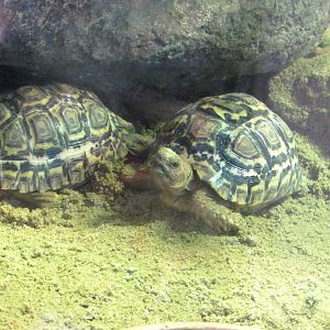 Leopard Tortoise - July/2017