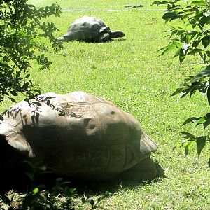 Tortoises - July/2017