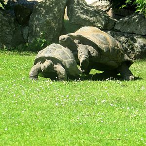 Tortoise love game - July/2017