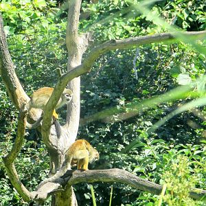 Squirrel Monkeys - July/2017