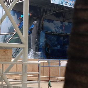 Irrawaddy Dolphin (Orcaella brevirostris) - Show