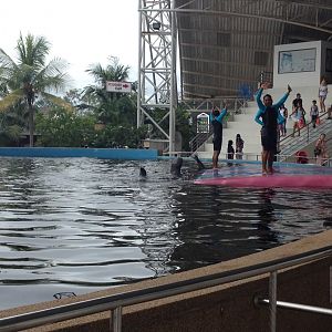 Irrawaddy Dolphin (Orcaella brevirostris) - Show